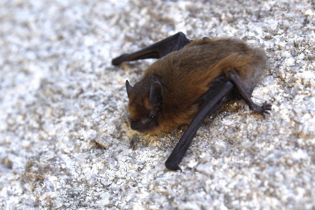 Pipistrelle Commune